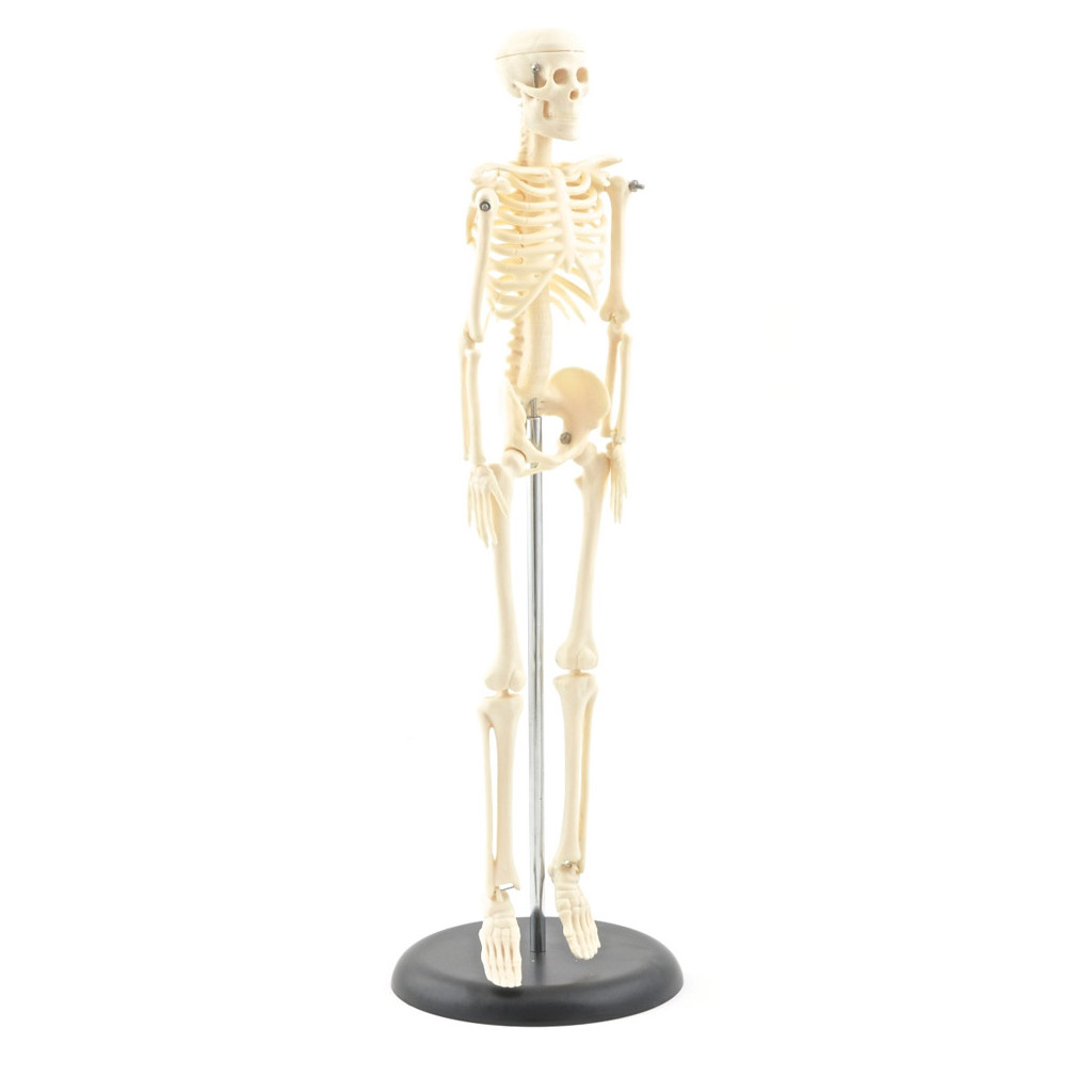 Model mini kostra