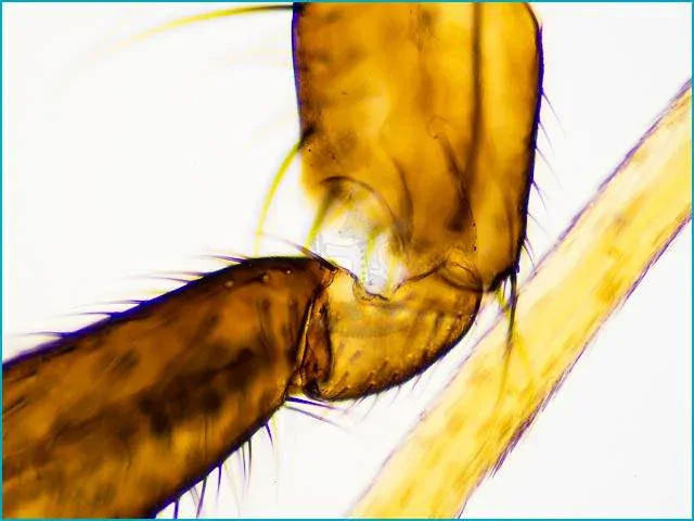 Mikroskopické preparáty – školní sada č. 3, 25 ks