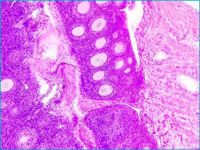 Mikroskopické preparáty – školní sada č. 4 25 ks