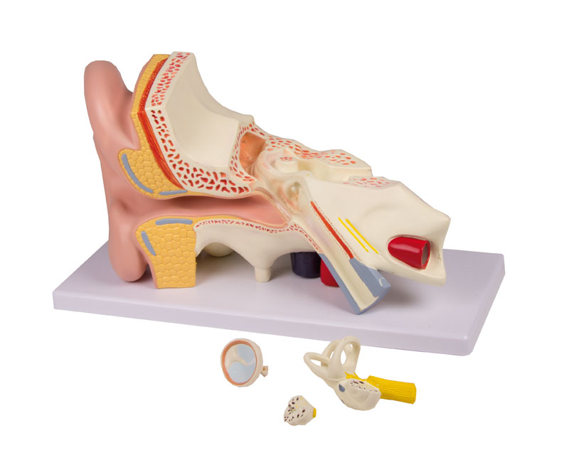 Model lidského ucha 3x