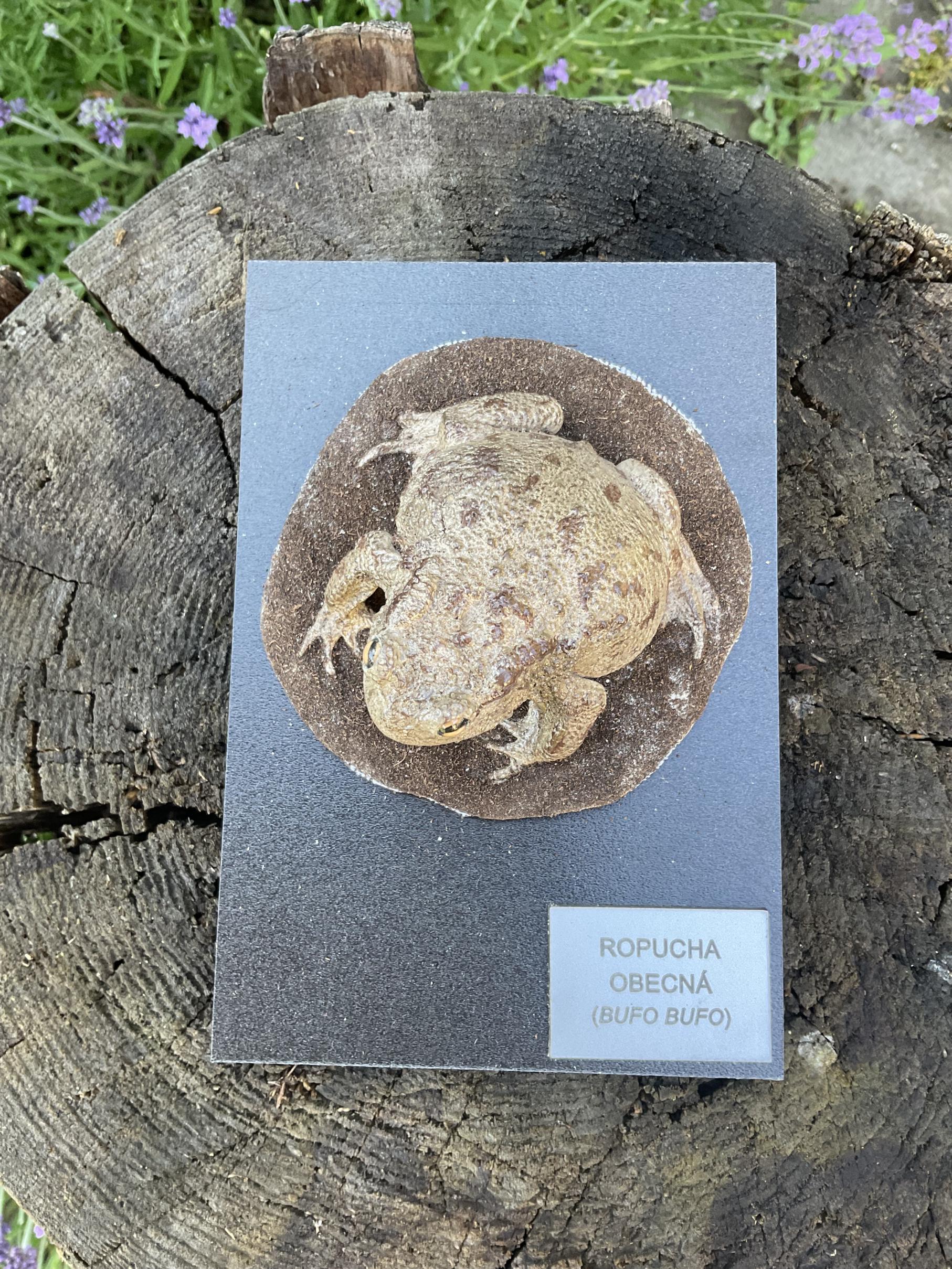 Ropucha obecná - model