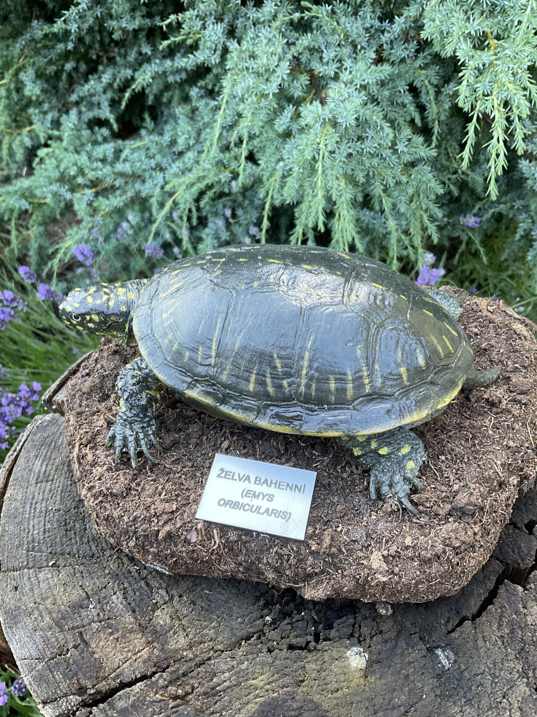 Želva bahenní - model