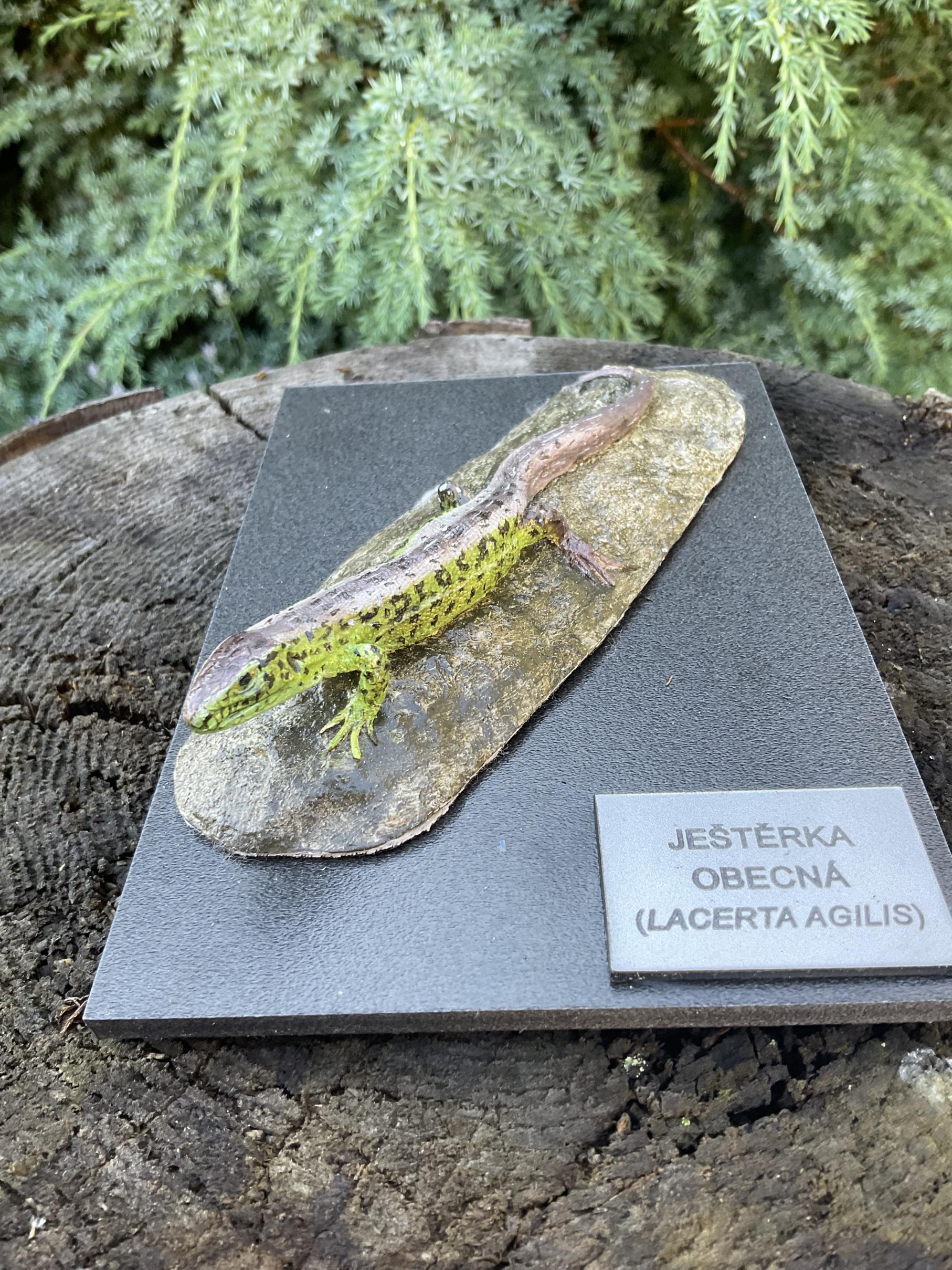 Ještěrka obecná - model