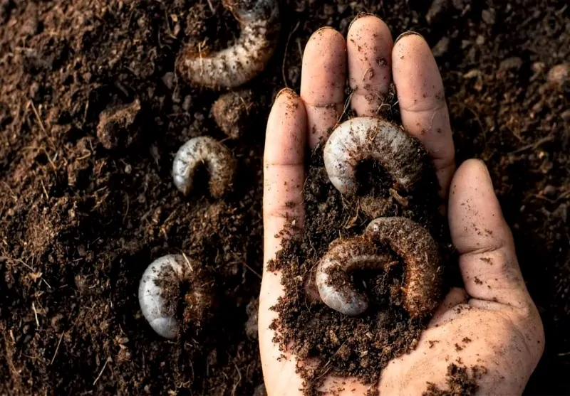 Biotop - broukoviště