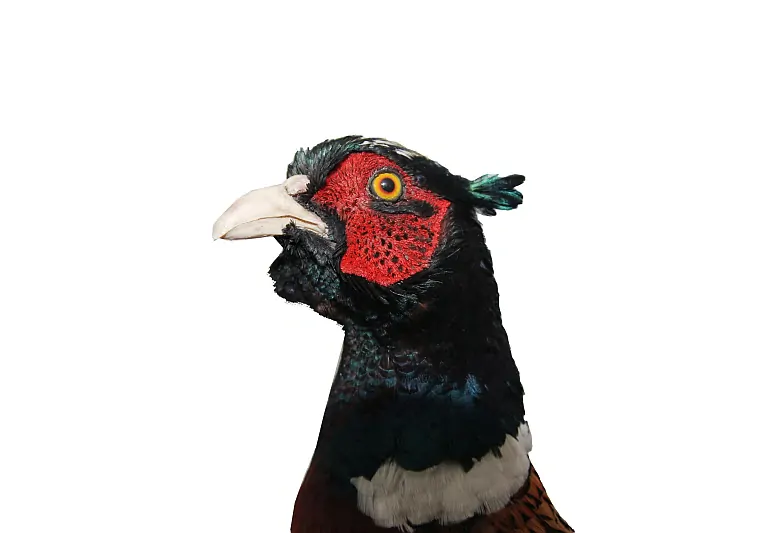 Bažant obecný - vycpanina