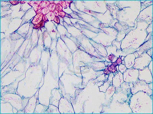 Mikroskopické preparáty – školní sada č. 2, 25 ks