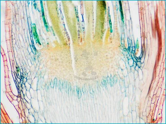 Mikroskopické preparáty – školní sada č. 3, 25 ks