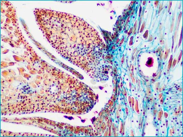 Mikroskopické preparáty – školní sada č. 4 25 ks
