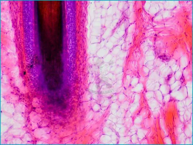 Mikroskopické preparáty – školní sada pro histologii č. 1, 23 ks