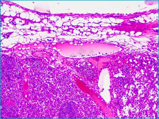 Mikroskopické preparáty – školní sada pro histologii č. 2, 23 ks