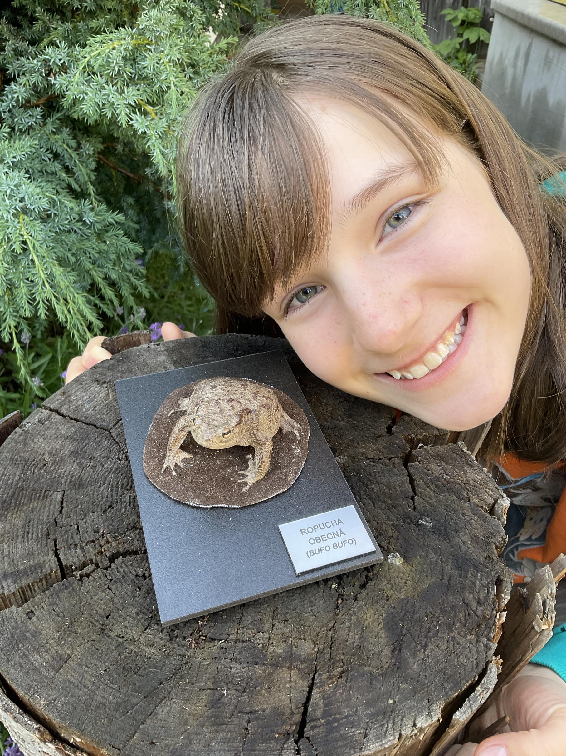 Ropucha obecná - model