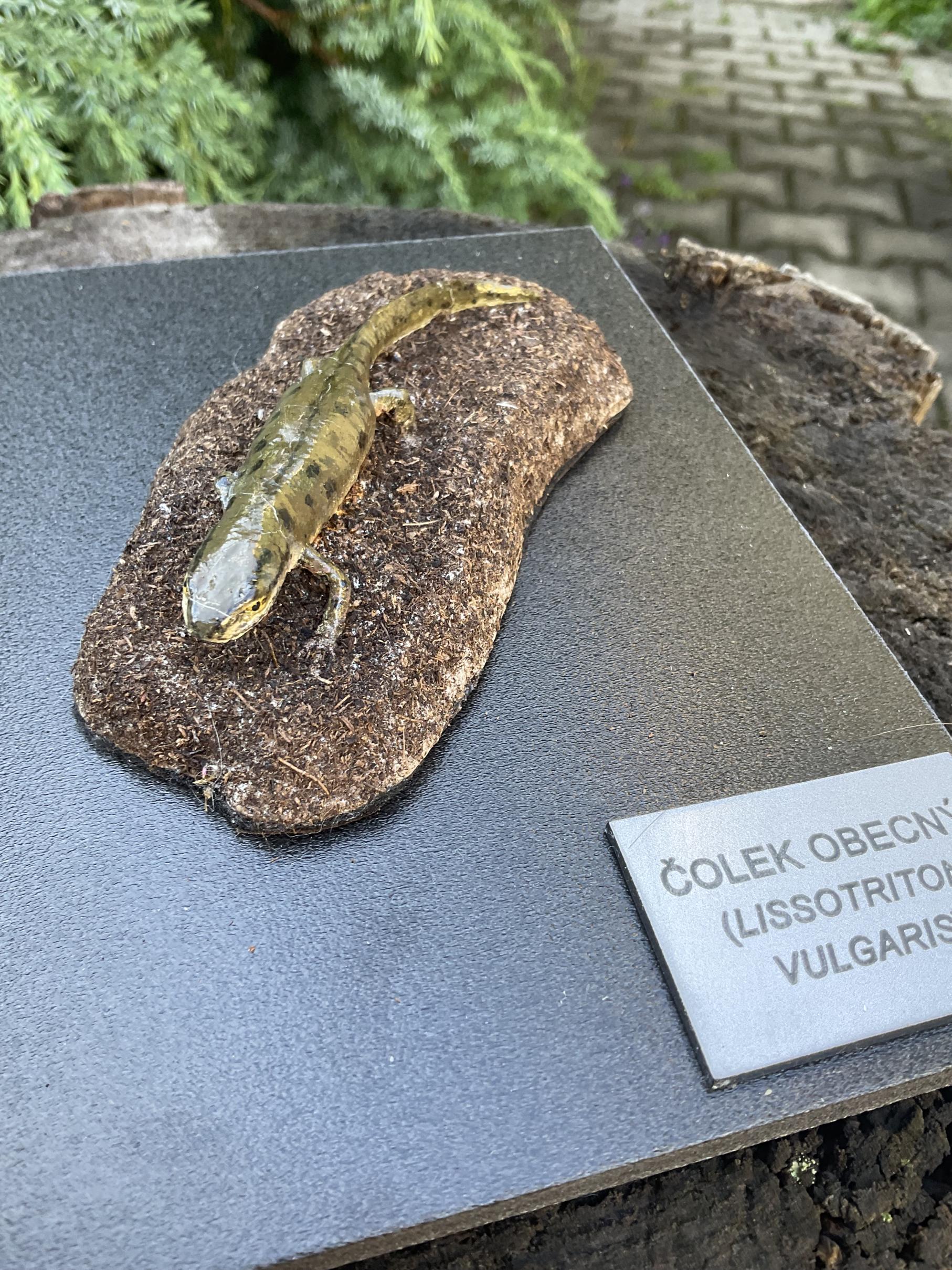 Čolek obecný - model