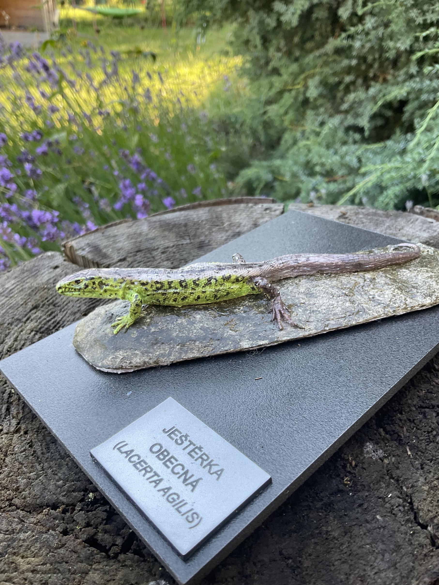 Ještěrka obecná - model