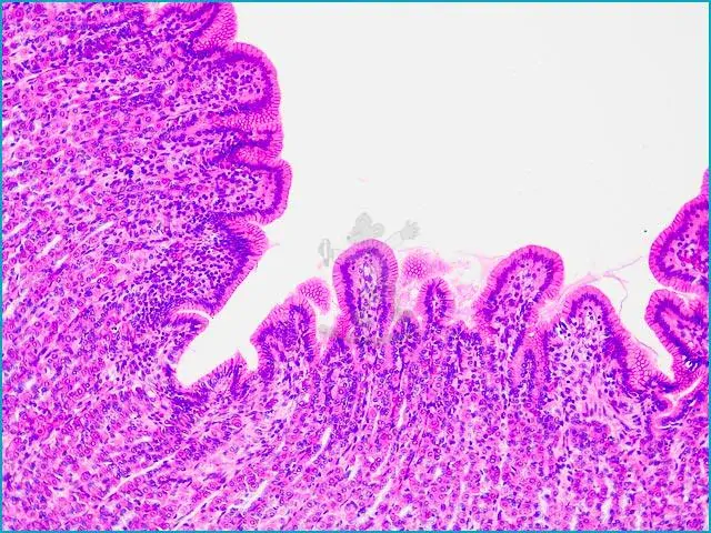 Mikroskopické preparáty – školní sada pro histologii č. 1, 23 ks