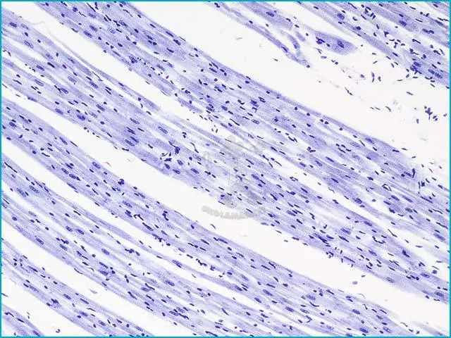 Mikroskopické preparáty – školní sada pro histologii č. 2, 23 ks