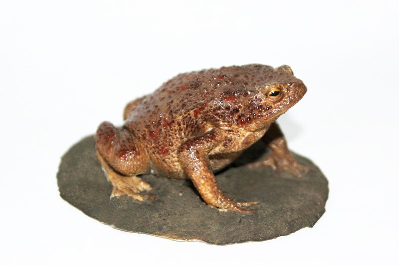 Ropucha obecná - model