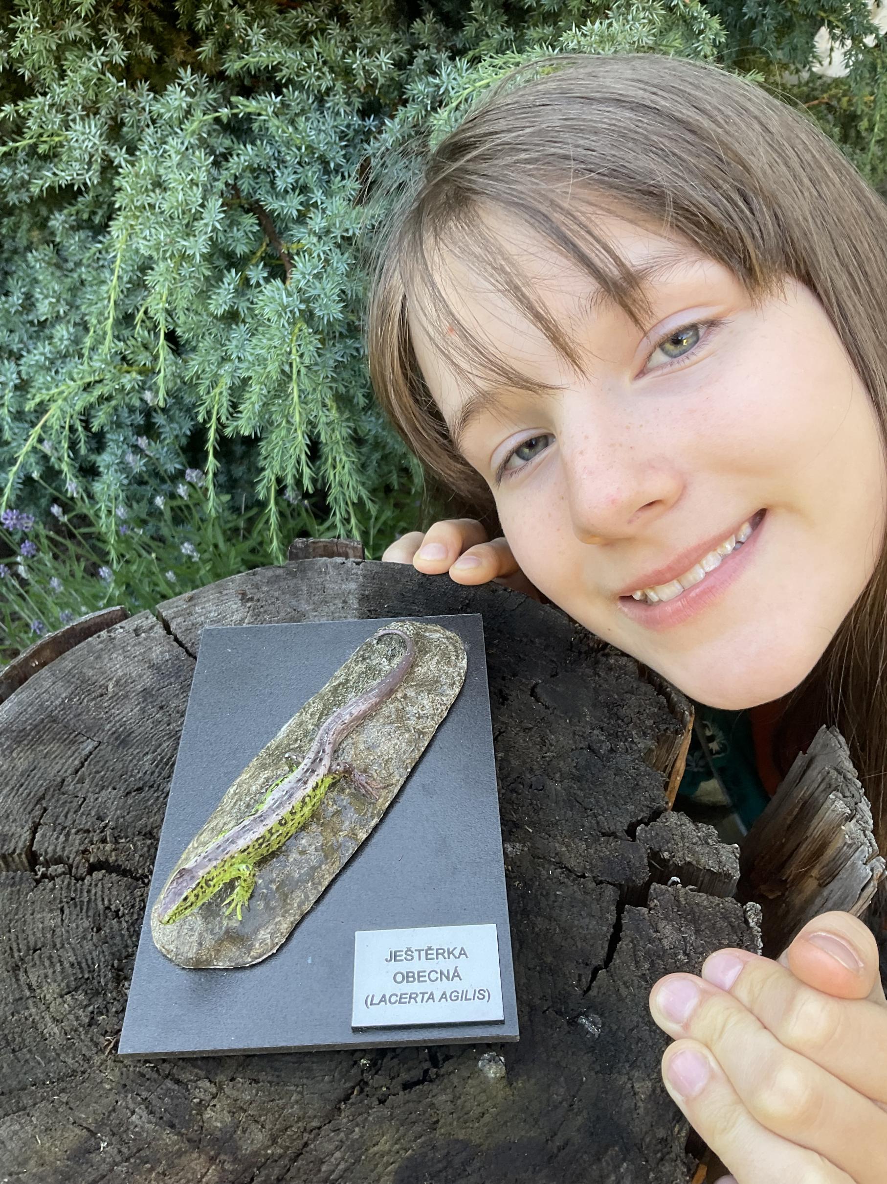 Ještěrka obecná - model