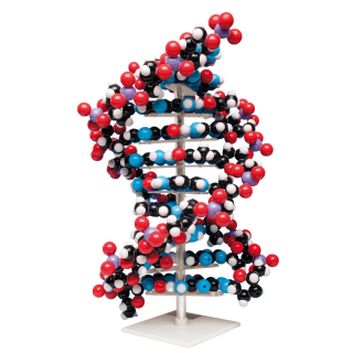 Velký model DNA