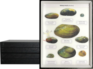 Sbírka měkkýšů, ploštěnů a kroužkovců